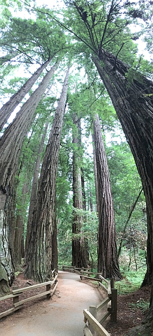 Muir Woods NM